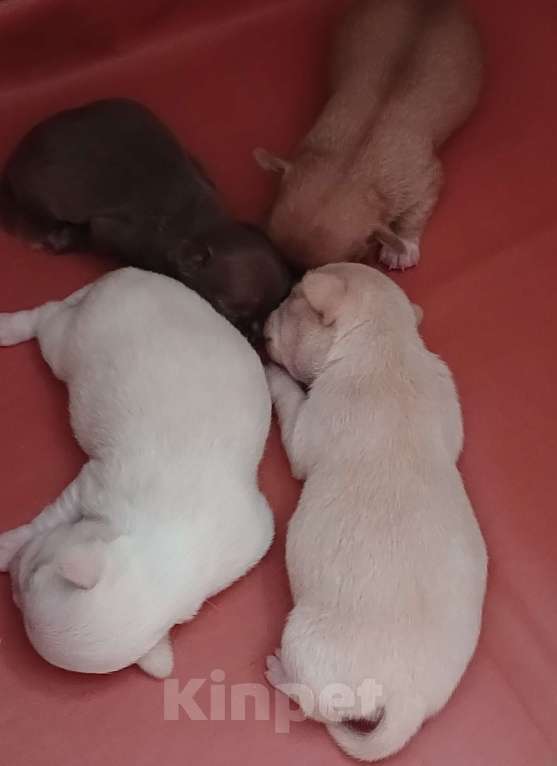 Собаки в других городах Воронежской области: Чихуахуа мини короткошерстные Девочка, 35 000 руб. - фото 2