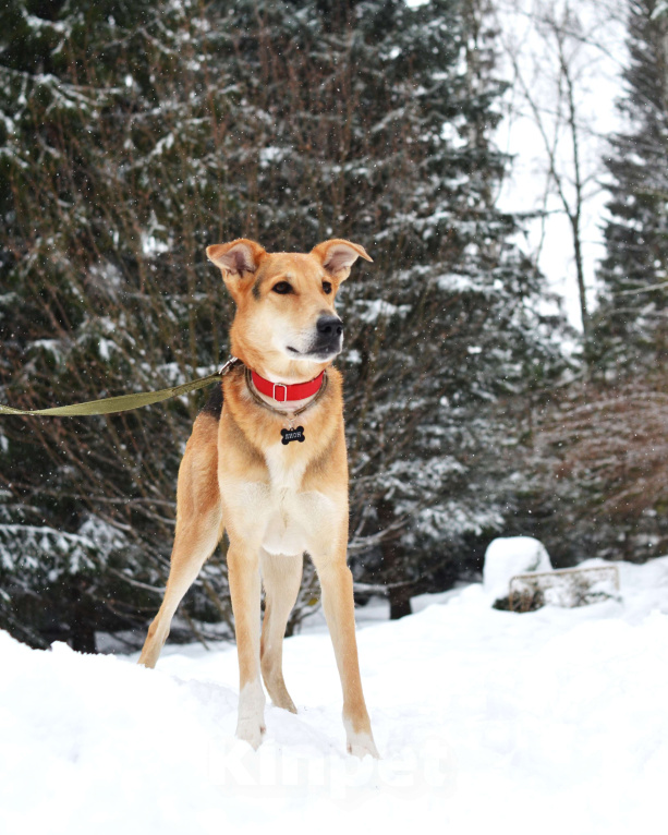 Собаки в Москве: Метис русской гончей ищет дом Мальчик, Бесплатно - фото 9