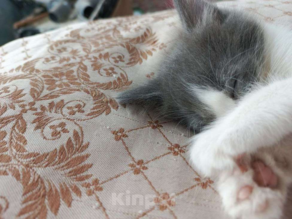 Кошки в Туле: Сладкий мальчик в добрые ручки Мальчик, Бесплатно - фото 1
