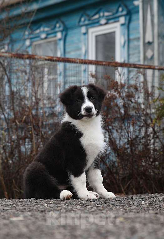 Собаки в других городах Владимирской области: щенок австралийской овчарки Мальчик, 50 000 руб. - фото 1