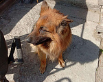 Собаки в Новосибирске: Вязка.Кобель(Немецкая овчарка) Мальчик, Бесплатно - фото 2