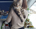 Кошки в Змеиногорске: Вязка Мейн кун, 2 000 руб. - фото 2