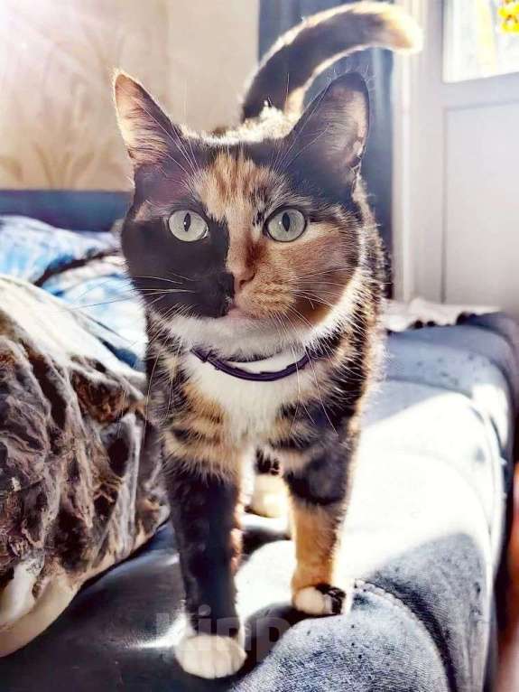 Кошки в Москве: Мотя очень хочет стать домашней любимицей Девочка, Бесплатно - фото 1