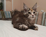 Кошки в Новосибирске: Котятки мейн-кунятки Девочка, Бесплатно - фото 2