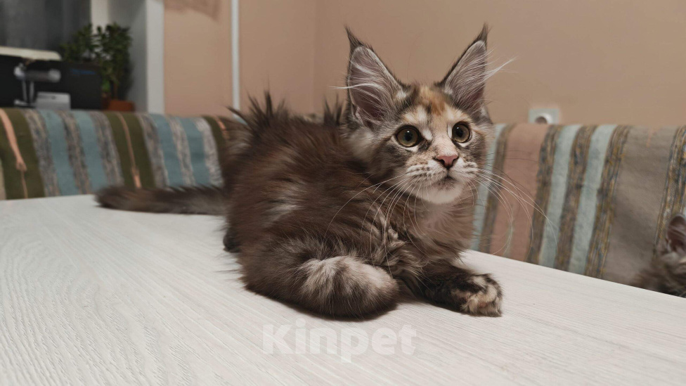 Кошки в Новосибирске: Котятки мейн-кунятки Девочка, Бесплатно - фото 2