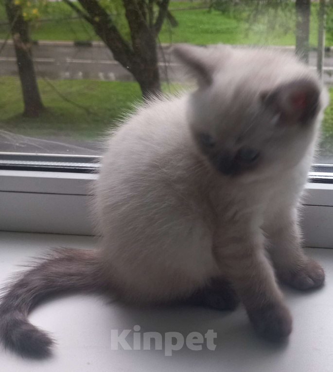 Кошки в Москве: Шотландская девочка колор-поинт с документами Девочка, 20 000 руб. - фото 5