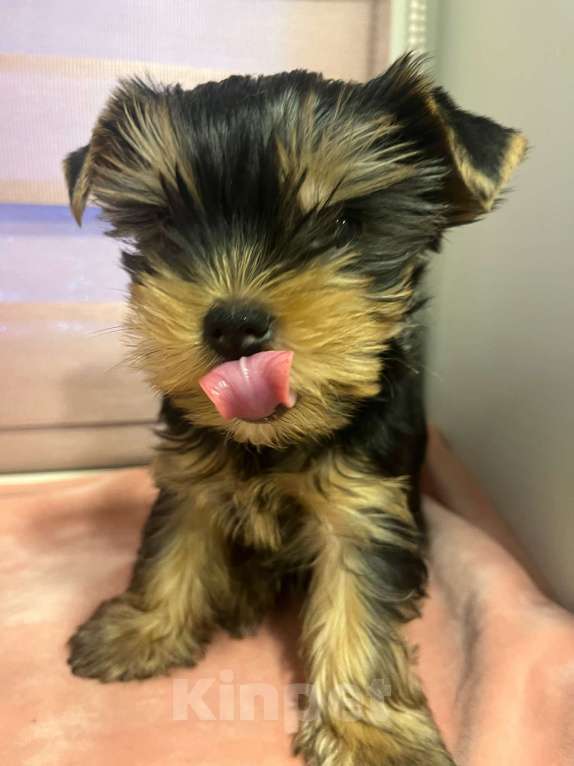 Собаки в других городах Московской области: Нельсон Мальчик, 40 000 руб. - фото 2