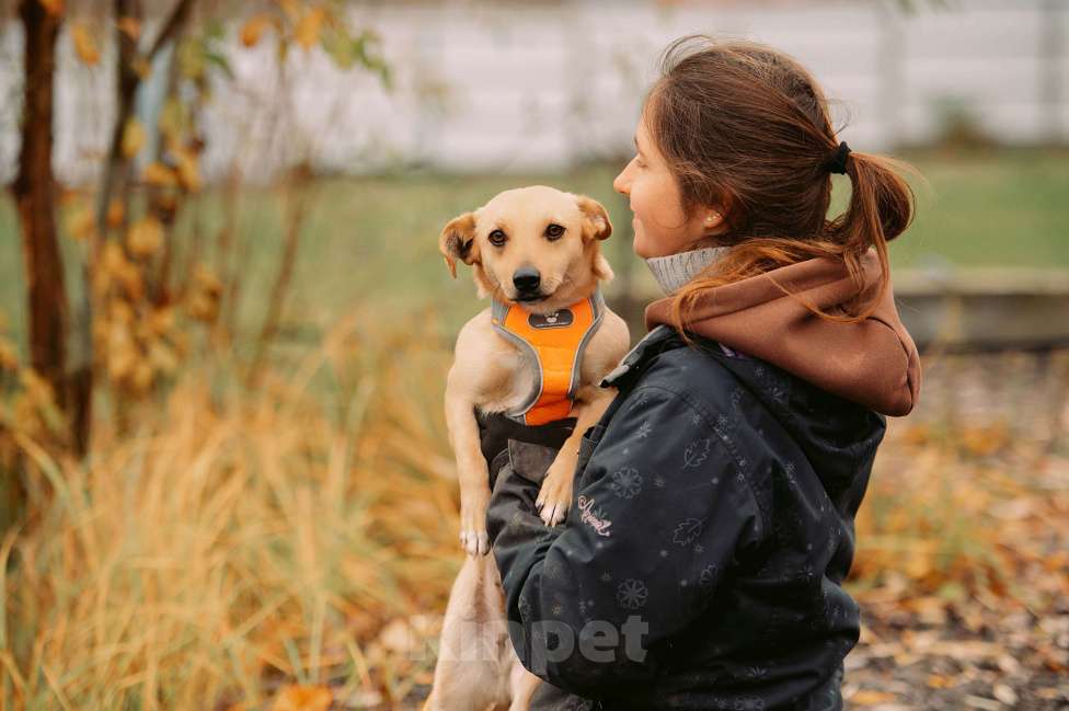 Собаки в Москве: Миранда Девочка, Бесплатно - фото 2