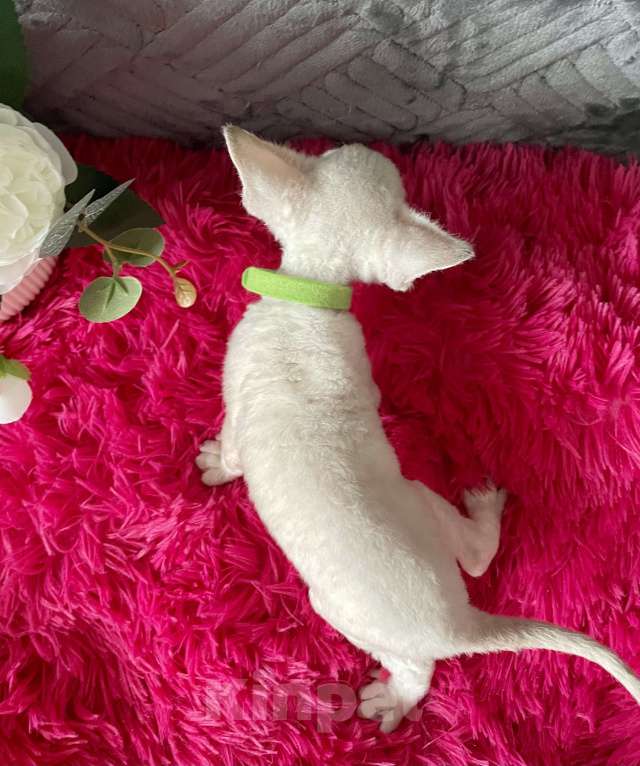 Кошки в Москве: Котенок Девон рекс мальчик с голубыми глазами Мальчик, 60 000 руб. - фото 5