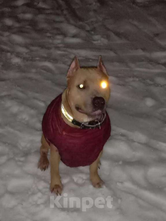 Собаки в Ульяновске:  Бронь на щенков питьбуля, 4помет прививки по возрасту, родители проживают с детьми адекватные. Мальчик, 20 000 руб. - фото 4