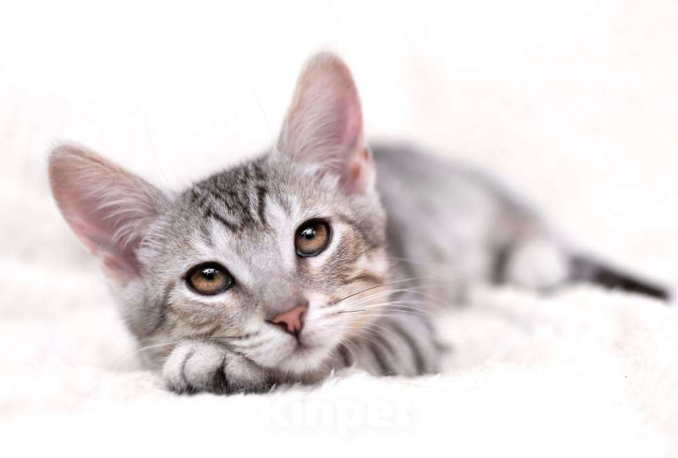 Кошки в Москве: Очаровательный котёнок Гудини в добрые руки Мальчик, 1 руб. - фото 3