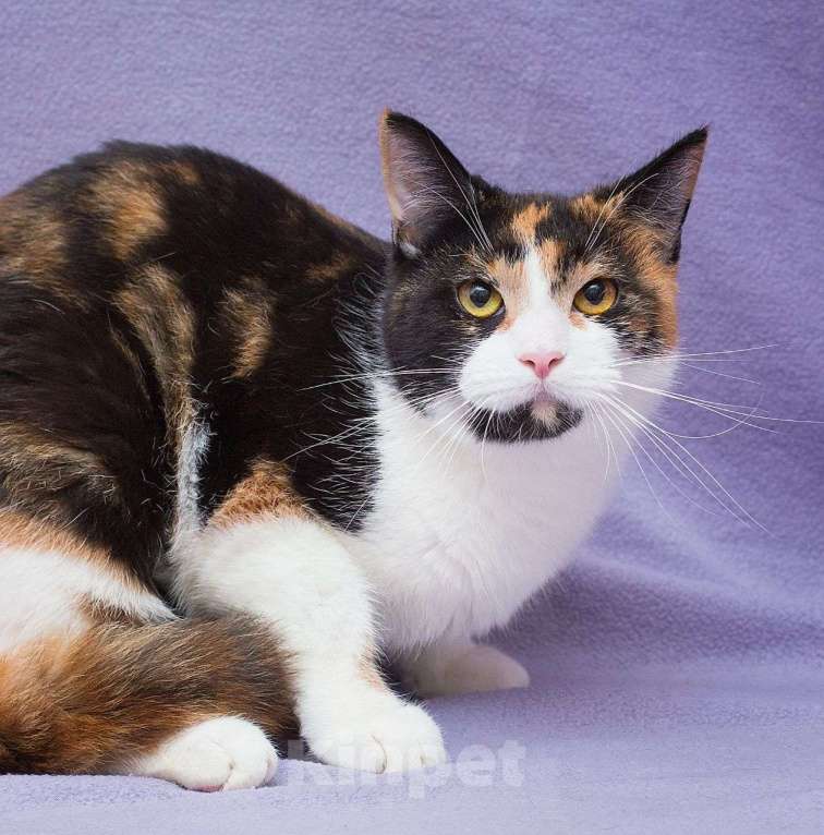 Кошки в Москве: Хозяин вынес Шпуньку на улицу и оставил там 💔 Девочка, Бесплатно - фото 5