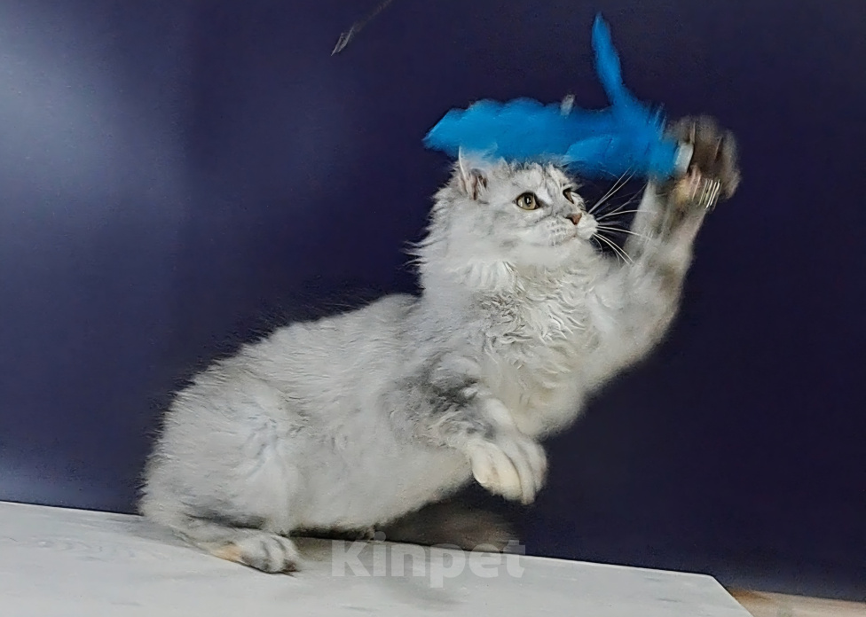 Кошки в Уфе: Котенок мейн-кун Девочка, 25 000 руб. - фото 4