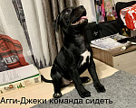Собаки в Перми: Щенки Амстафа  Девочка, 30 000 руб. - фото 4
