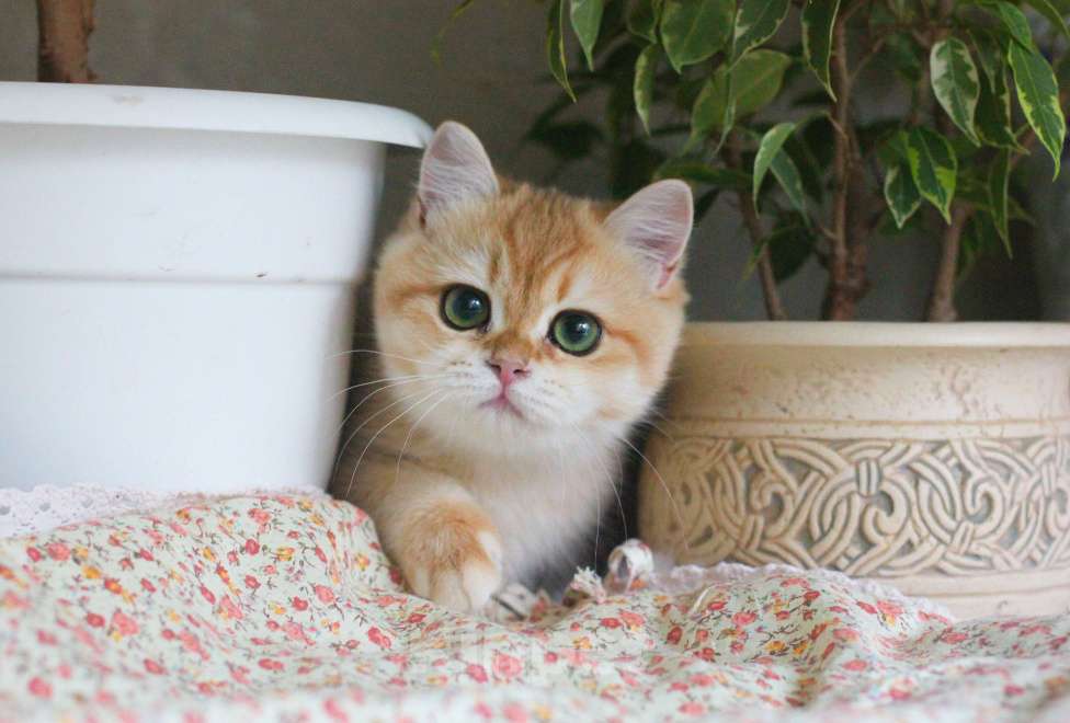 Кошки в Москве: Золотая британская шиншилла девочка Девочка, 70 000 руб. - фото 3