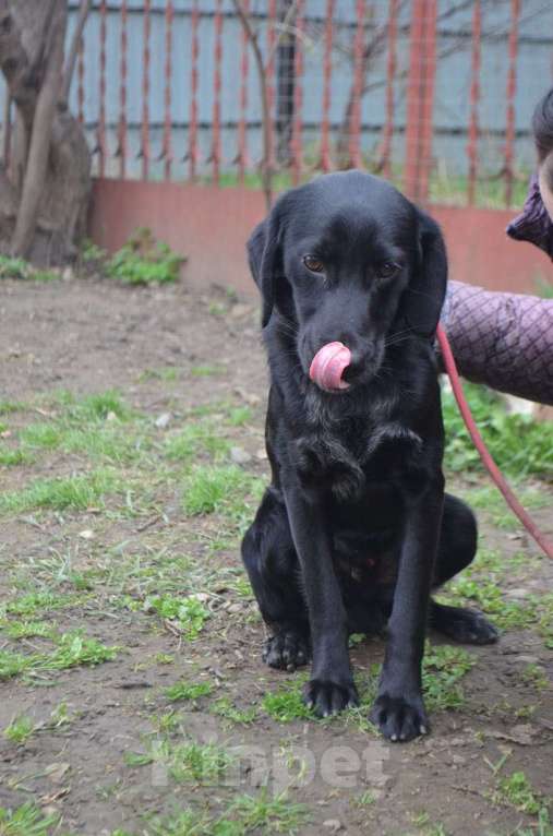 Собаки в Воронеже: РОККИ СРОЧНО ИЩЕТ ДОМ Мальчик, Бесплатно - фото 2