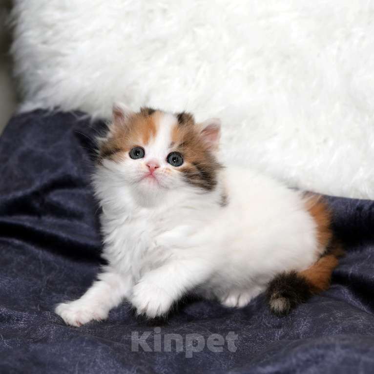 Кошки в Москве: Чудесная шотландская черепашка Девочка, 25 000 руб. - фото 2