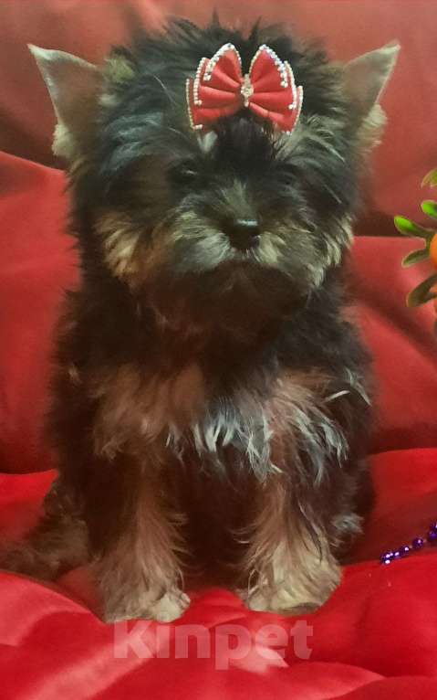 Собаки в Набережных Челнах: Ника,цветной йорк,девочка. Девочка, 45 000 руб. - фото 5