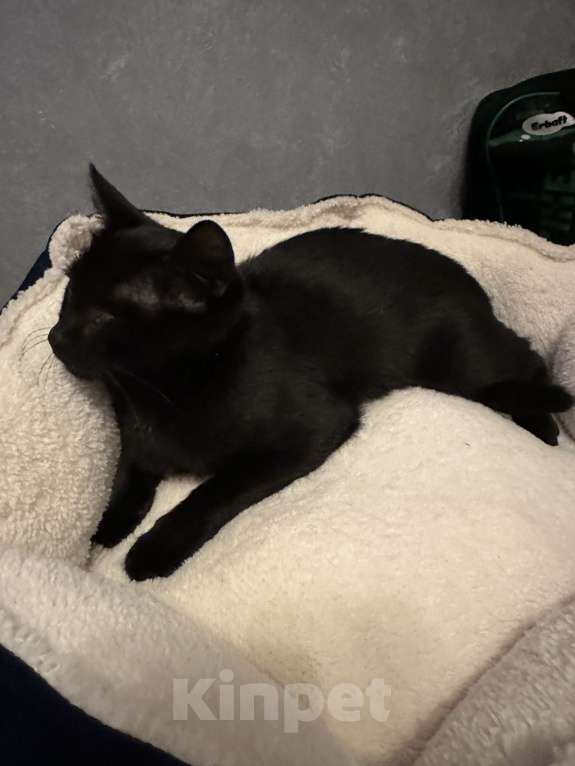 Кошки в Москве: Кошечка Девочка, Бесплатно - фото 5