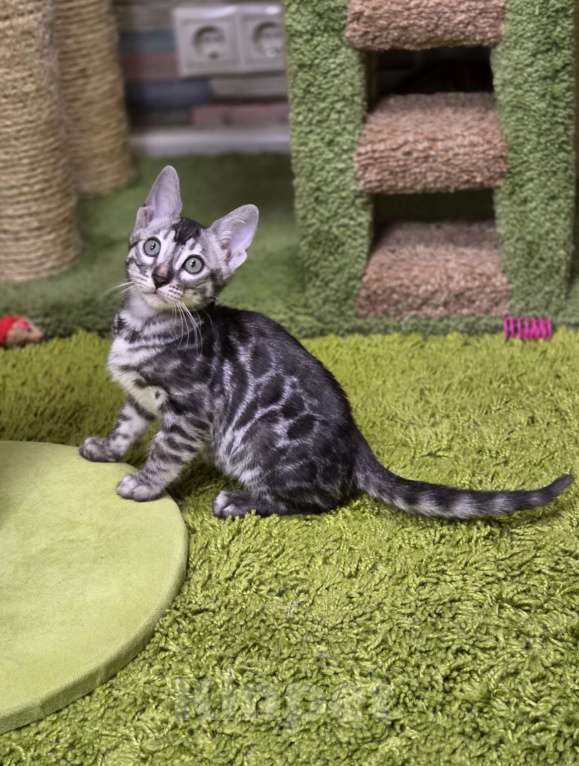 Кошки в Москве: Gabriel Benjoy Мальчик, 95 000 руб. - фото 3