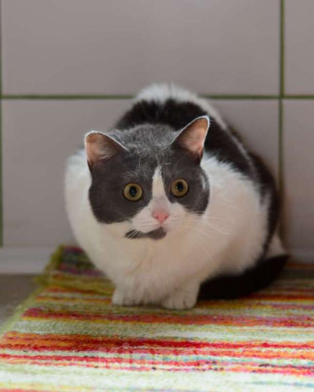 Кошки в Москве: Ласковая ручная кошка Любаша в добрые руки Девочка, 1 руб. - фото 4