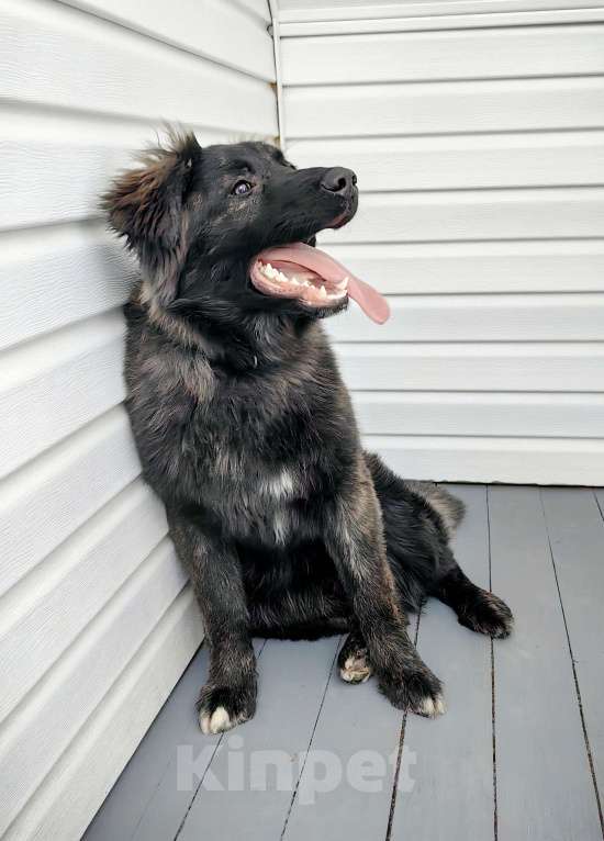 Собаки в Москве: Шикарный щенок мальчик бесплатно Мальчик, Бесплатно - фото 4