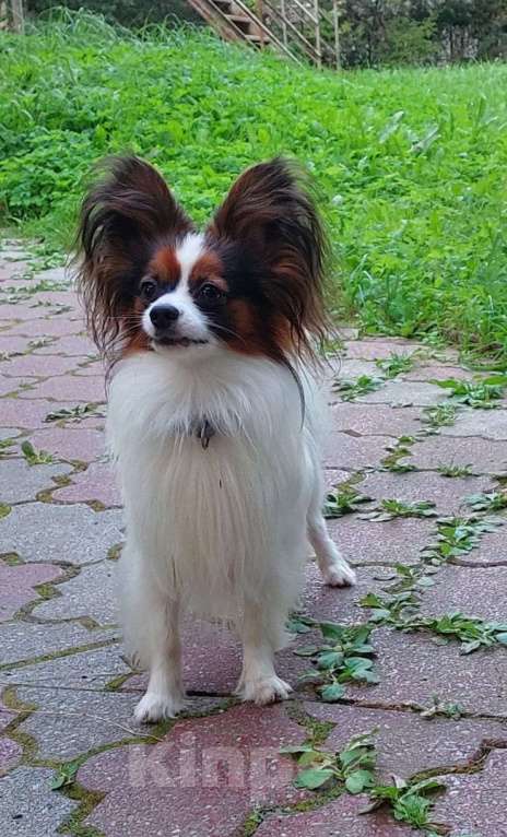 Собаки в Калининграде: Продажа  Мальчик, 45 000 руб. - фото 3