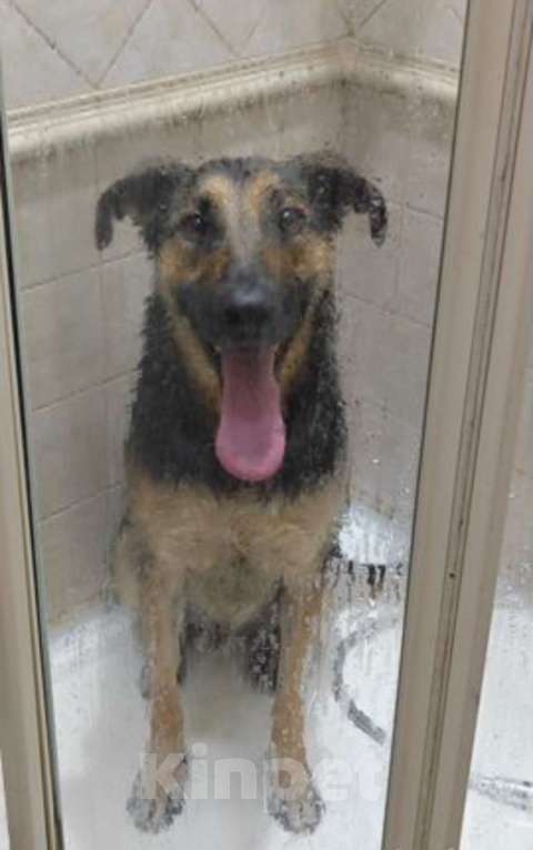 Собаки в Санкт-Петербурге: Хулиган Мальчик, 77 руб. - фото 3