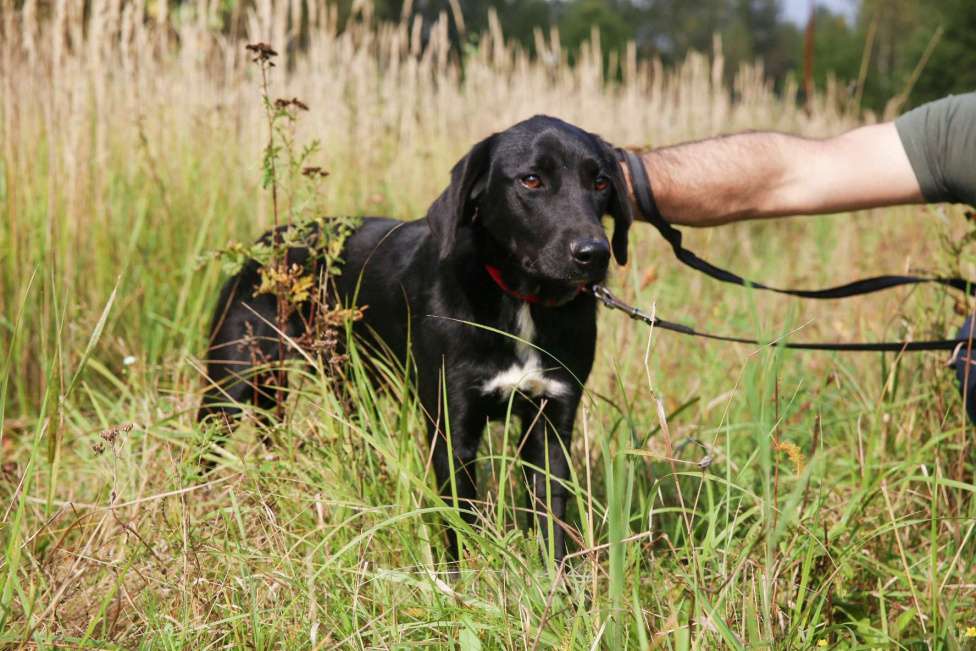 Собаки в Москве: Берта Девочка, Бесплатно - фото 24