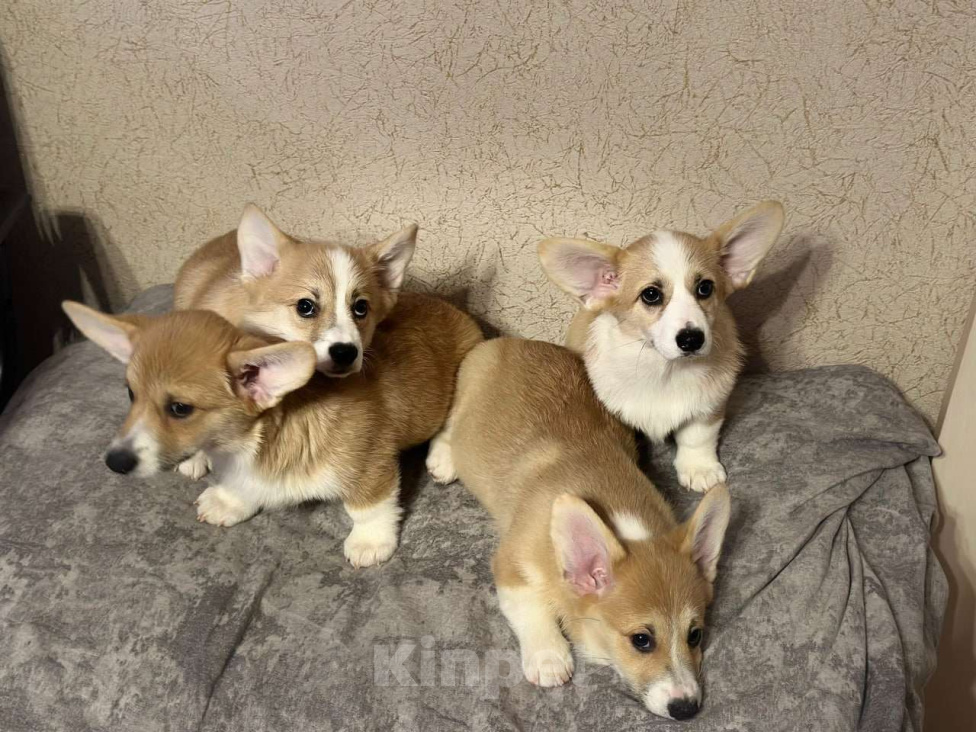 Собаки в Перми: Щенки Вельш-корги-пемброк Разнополые, 50 000 руб. - фото 5