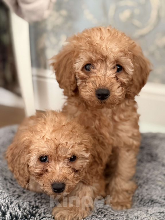 Собаки в Мытищах: Бейли Мальчик, 80 000 руб. - фото 1