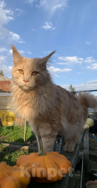 Кошки в Иркутске: Потерян кот Мальчик, Бесплатно - фото 3