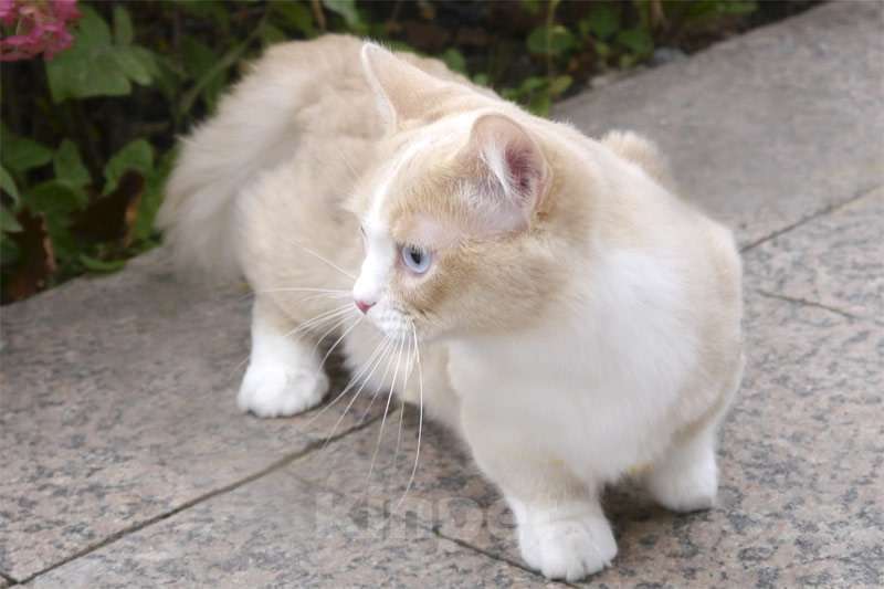 Кошки в Челябинске: Манчкины Девочка, Бесплатно - фото 1