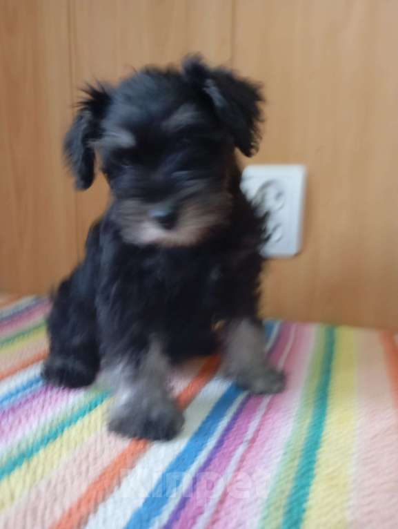 Собаки в Сарапуле: Щенок цвергшнауцера окрас чёрный с серебром двух месячного возраста.  Девочка, 50 000 руб. - фото 2