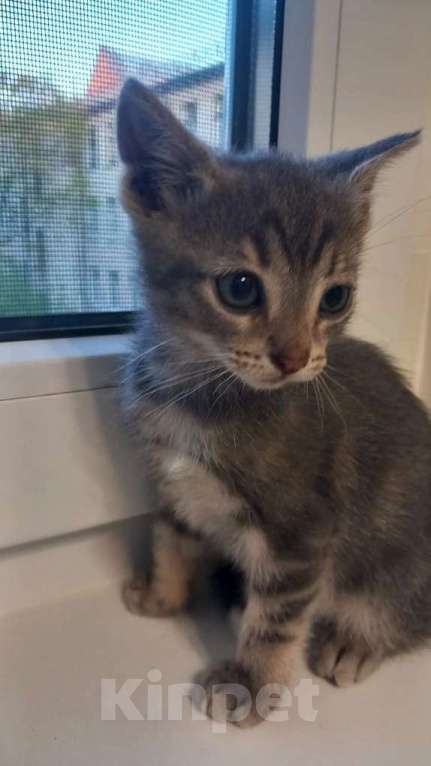 Кошки в Санкт-Петербурге: Котята 1.5 месяца Разнополые, Бесплатно - фото 4