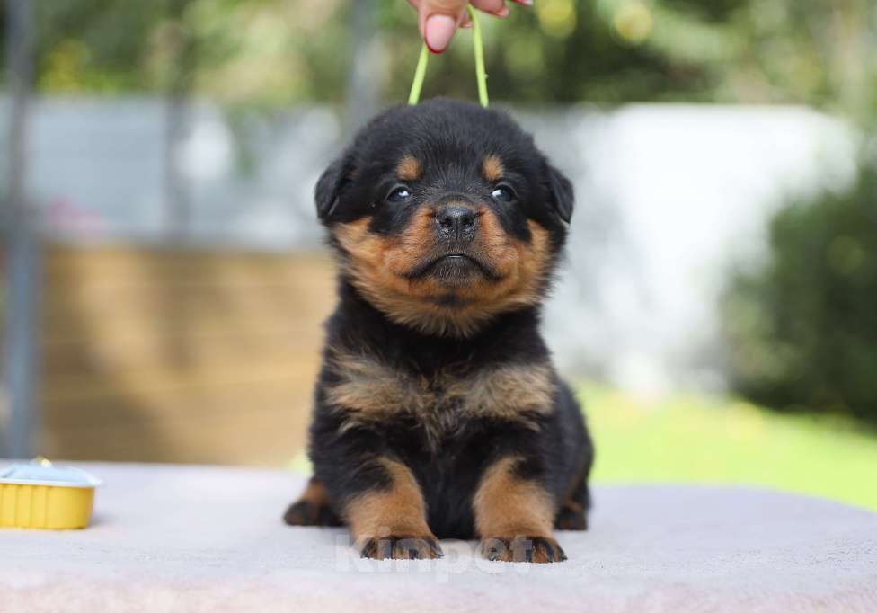 Собаки в Рязани: Щенки ротвейлера  Девочка, 50 000 руб. - фото 2