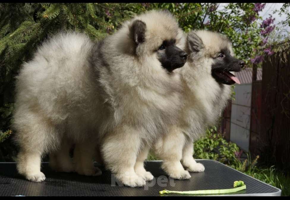 Собаки в Туле: Шикарный мальчишка-кеесхонд Мальчик, Бесплатно - фото 2