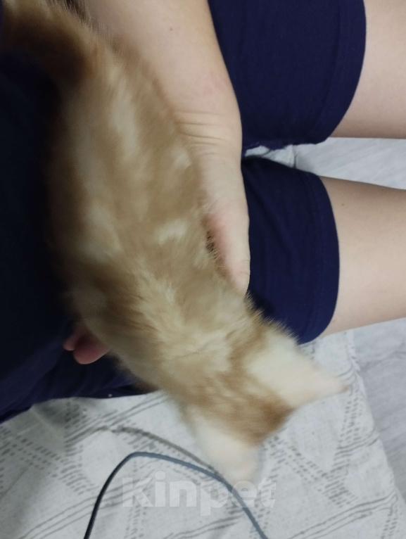 Кошки в Одинцово: Котенок девочка в добрые руки Девочка, Бесплатно - фото 1