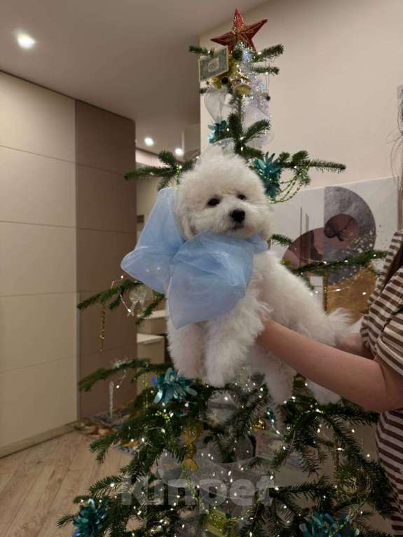 Собаки в Краснодаре: РКФ Щенок Бишон Фризе  Мальчик, Бесплатно - фото 1