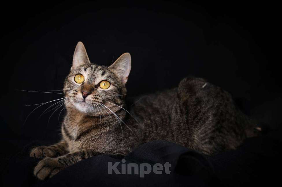 Кошки в Москве: кошка Липучка ищет дом Девочка, Бесплатно - фото 3