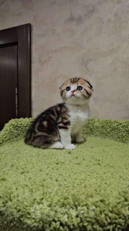 Кошки в Балашихе: Шотландский здоровяк Мальчик, 45 000 руб. - фото 1