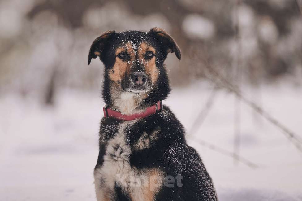 Собаки в Москве: Трогательная милашка Шаби в поиске любящих родителей! Девочка, Бесплатно - фото 1