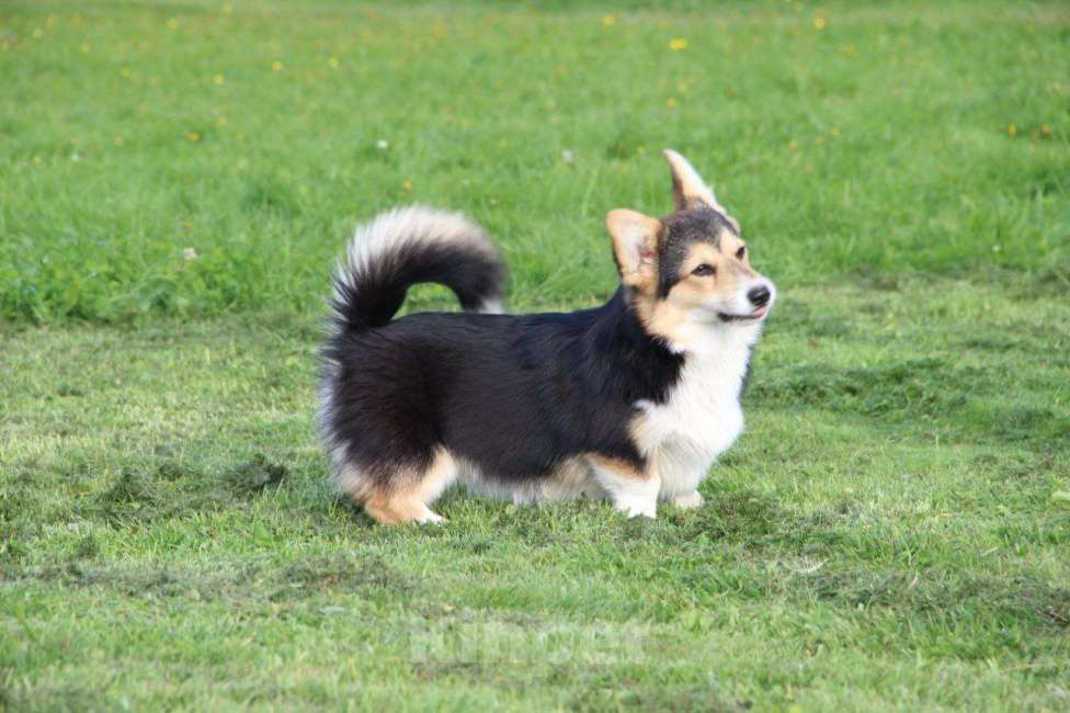 Собаки в Твери: Щенок вельш-корги пемброк 6 мес Девочка, 35 000 руб. - фото 2