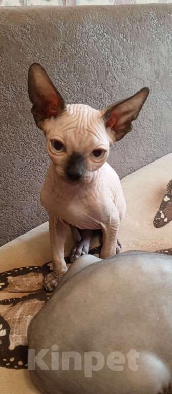 Кошки в Пушкино: Котята канадского сфинкса Мальчик, Бесплатно - фото 3