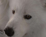 Собаки в Энгельс: Самоед вязка, 30 000 руб. - фото 1
