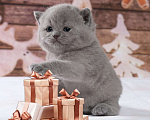 Кошки в Колпашево: Породистые котята к Новому году, 6 000 руб. - фото 9