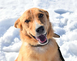 Собаки в Электростали: Возьми меня домой Мальчик, Бесплатно - фото 2