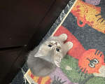 Кошки в Санкт-Петербурге: Котята шотландские Мальчик, Бесплатно - фото 8
