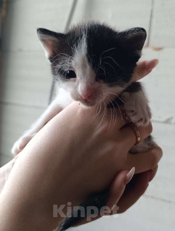 Кошки в других городах Московской области: Милый ласковый котик в добрые ручки Мальчик, Бесплатно - фото 2