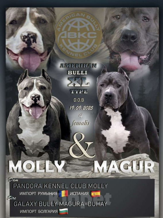 Собаки в Мурманске: Американский булли Девочка, Бесплатно - фото 2